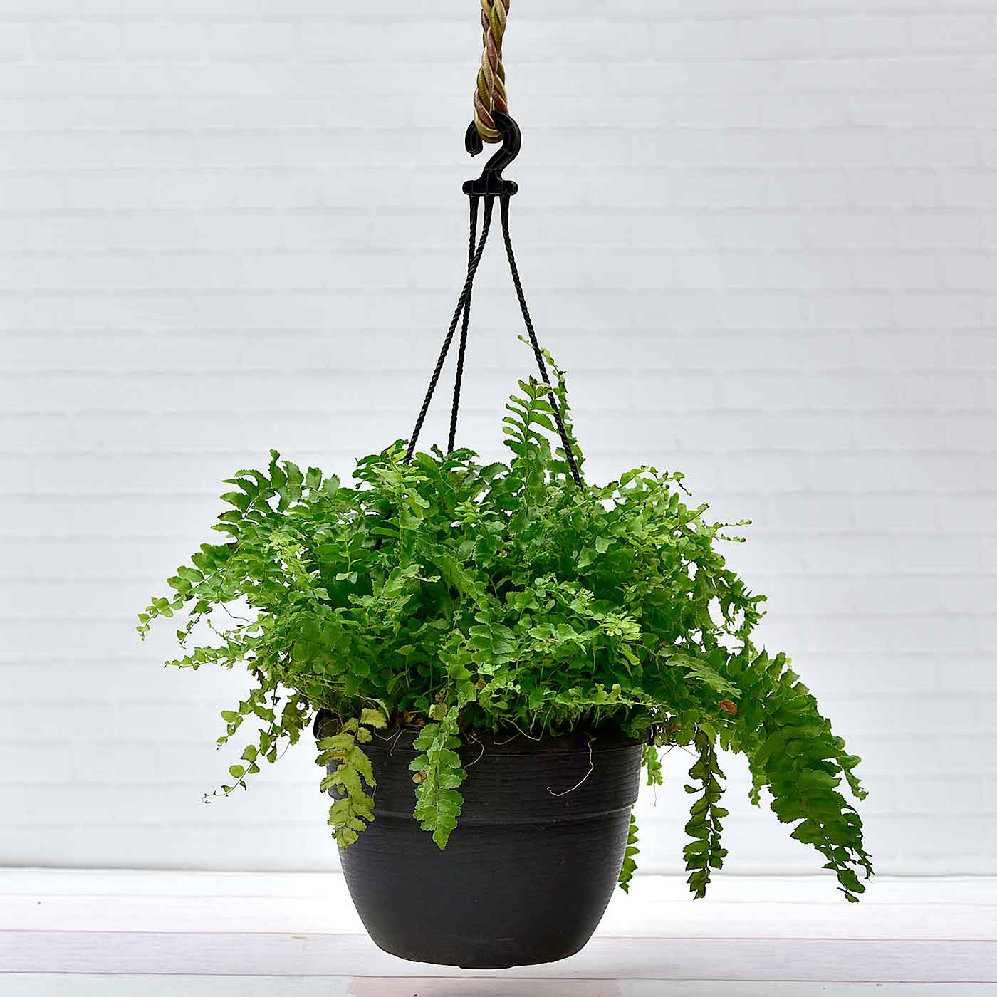 Asparagus-Ferns-Plant