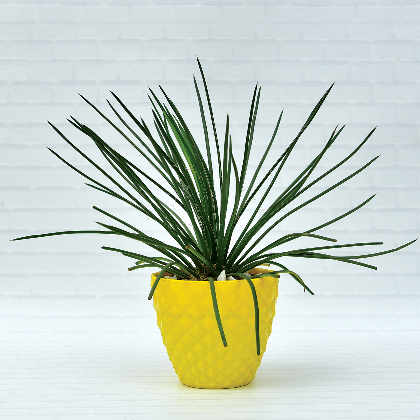 Beautiful-Agave-Gemini-Flora-Twin-Flowered-Agave-Spaghetti-Strap-Plant