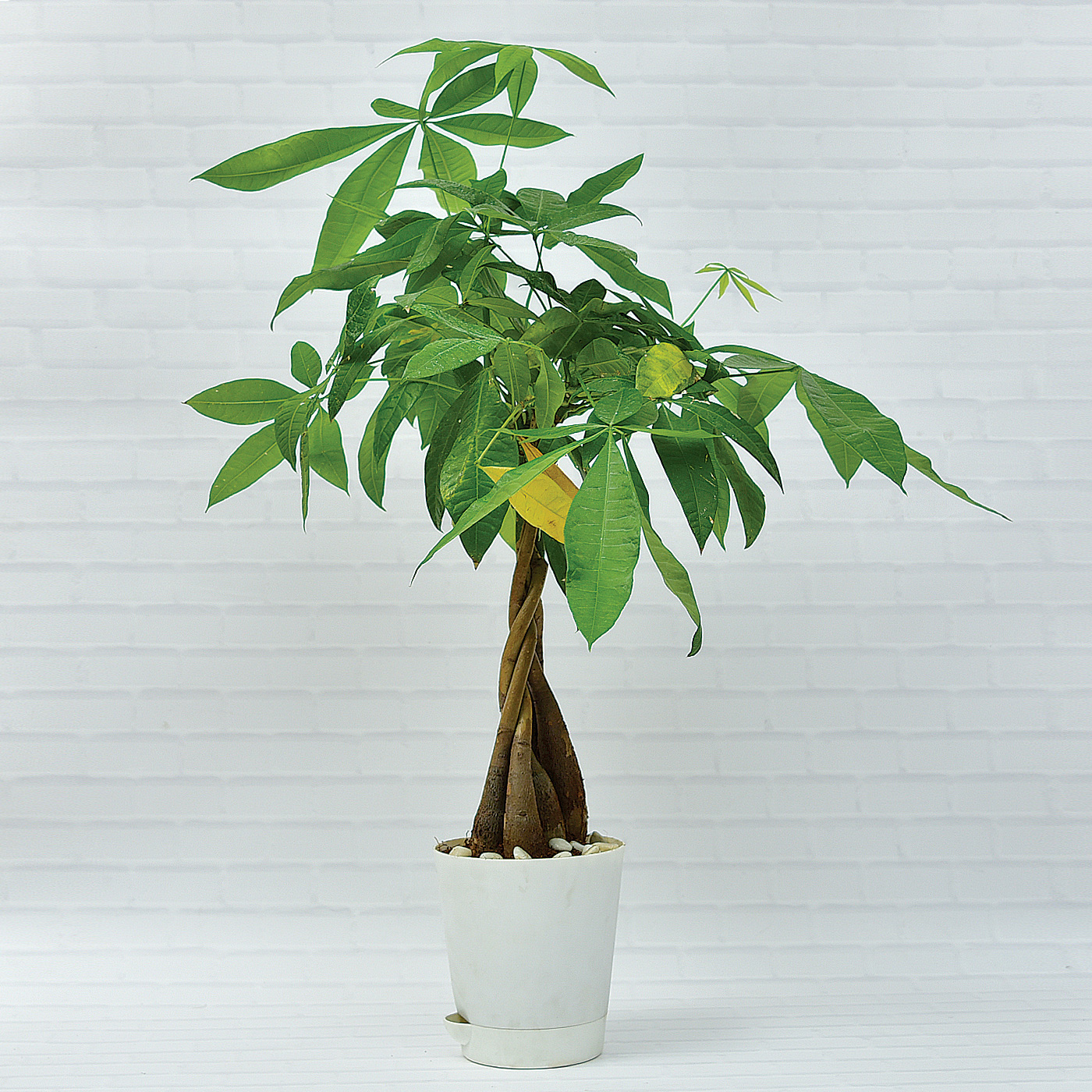 Braided-Malabar-Chestnut-Pachira-Bonsai-Money-Tree-Plant