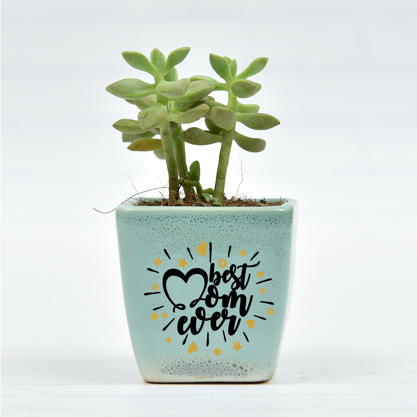 Cute-Echieviera-Succulent-In-Small-Ceramic-Planter