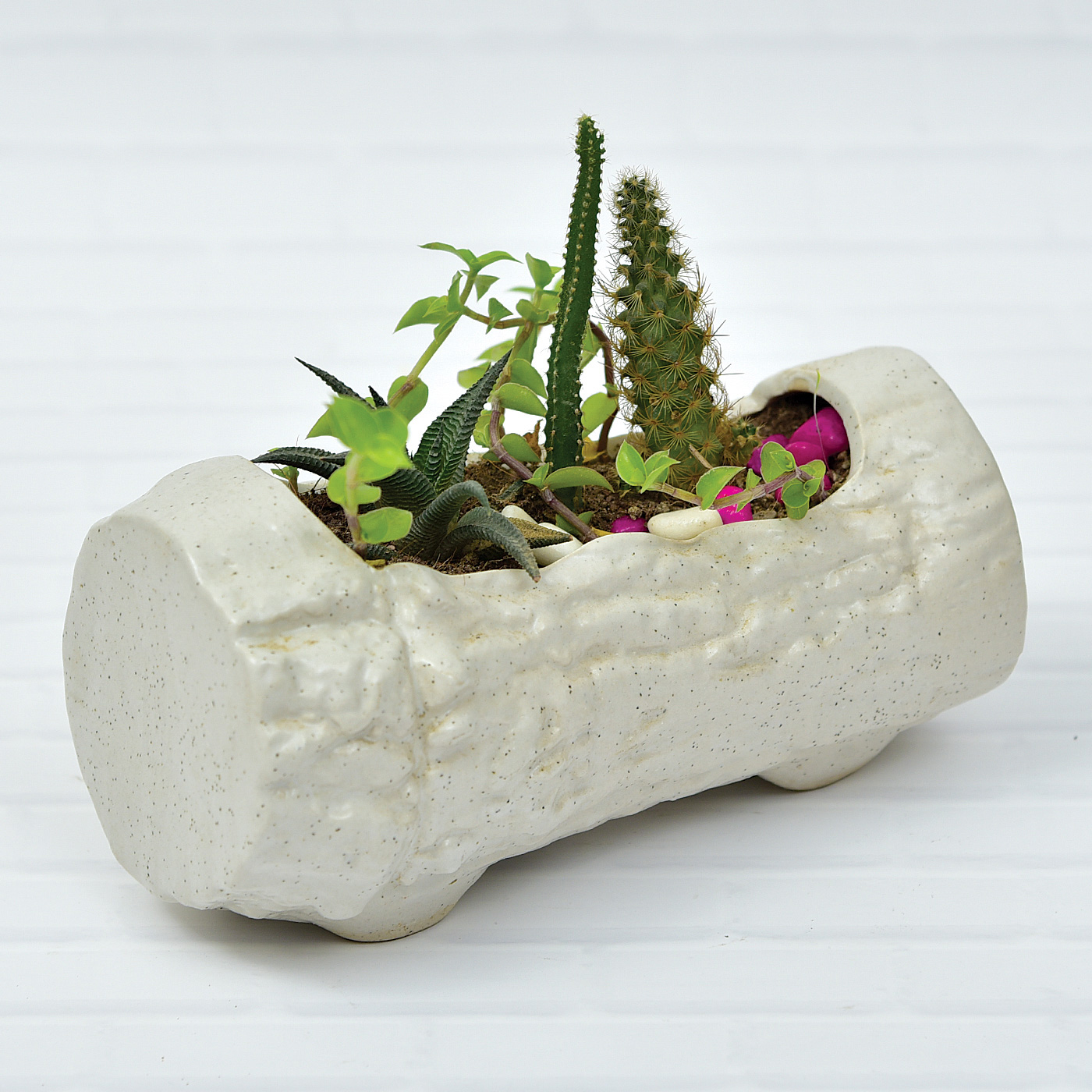 Elegant-Succulent-Cacti-Garden