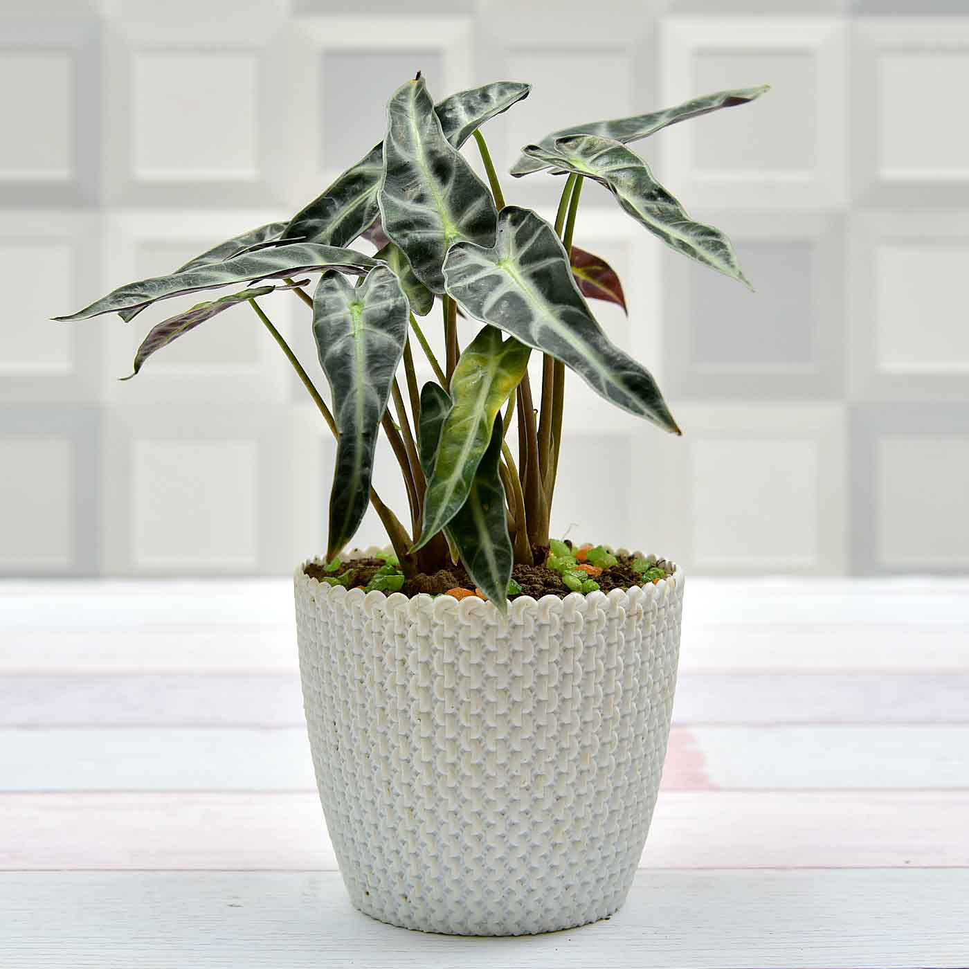 Exotic-Alocasia-Plant-In-White-Textured-Pot