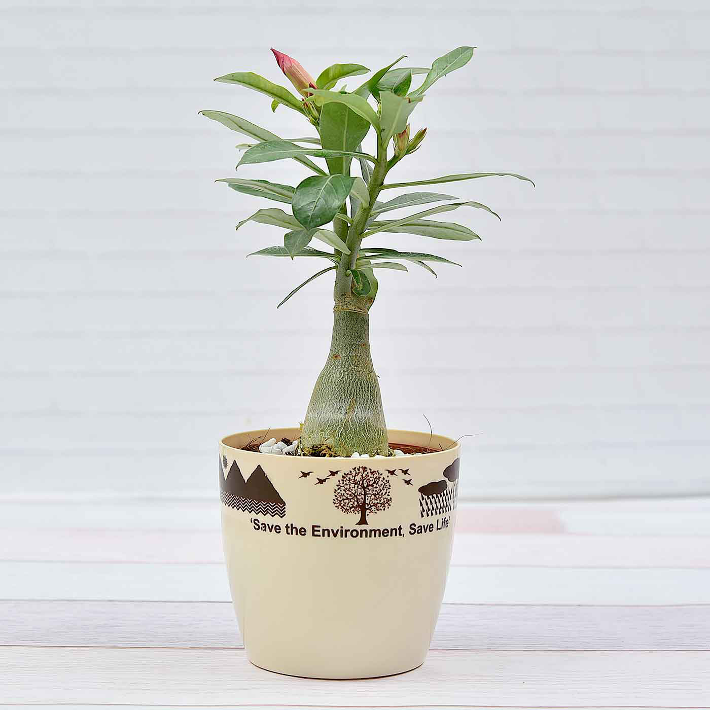 Gorgeous-Adenium-Plant