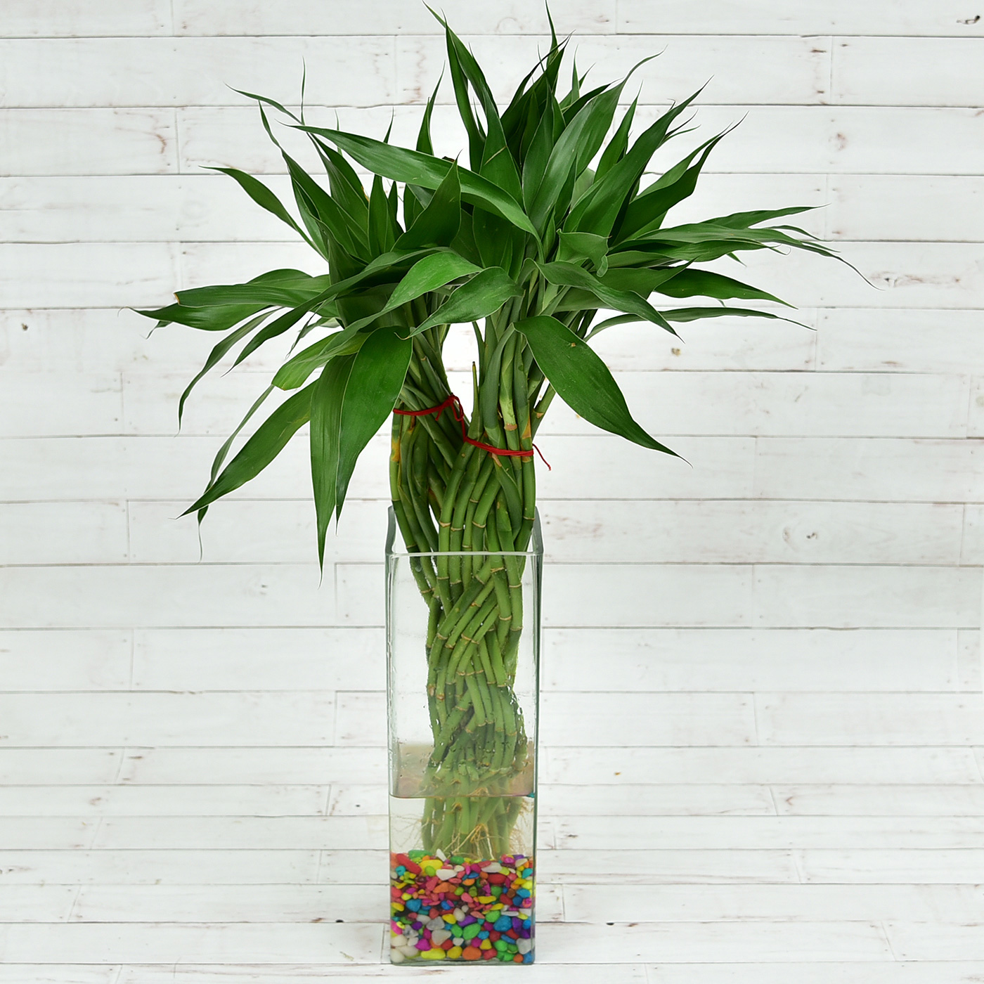 Lovely-Twin-Braided-Bamboo-Plant-In-A-Long-Glass-Vase