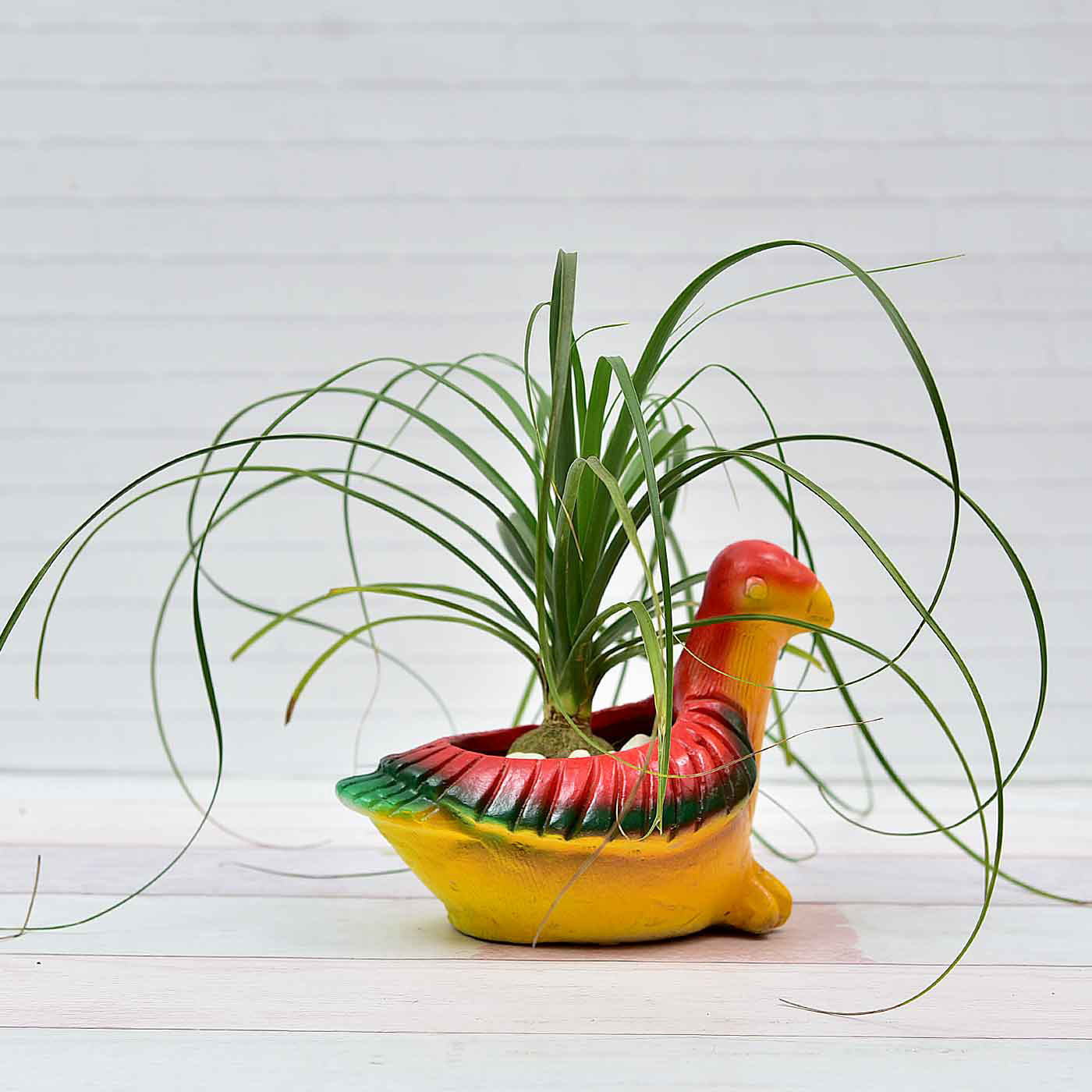 Nolina-Ponytail-Palm-In-Earthen-Pigeon-Pot