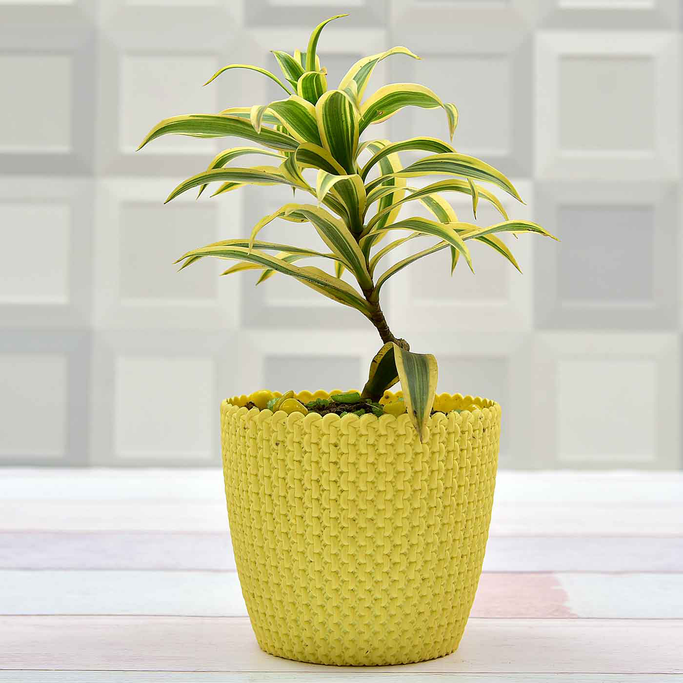 Vibrant-Song-Of-India-Plant