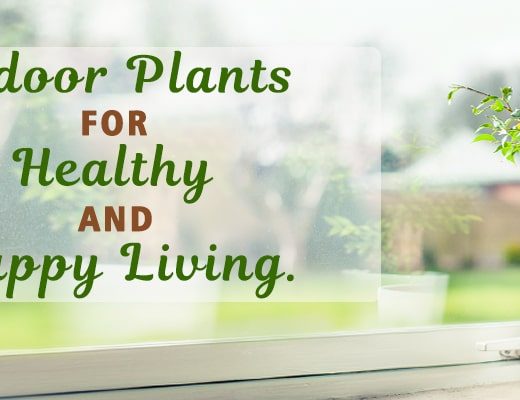 best indoor plants online