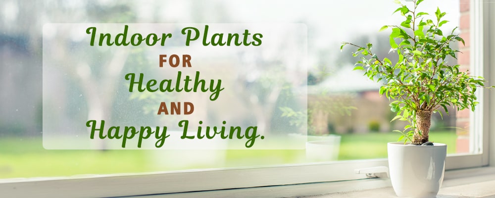best indoor plants online