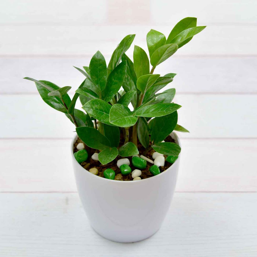 Medicinal Plants for Home Remedies