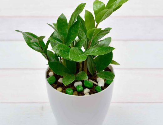 Medicinal Plants for Home Remedies