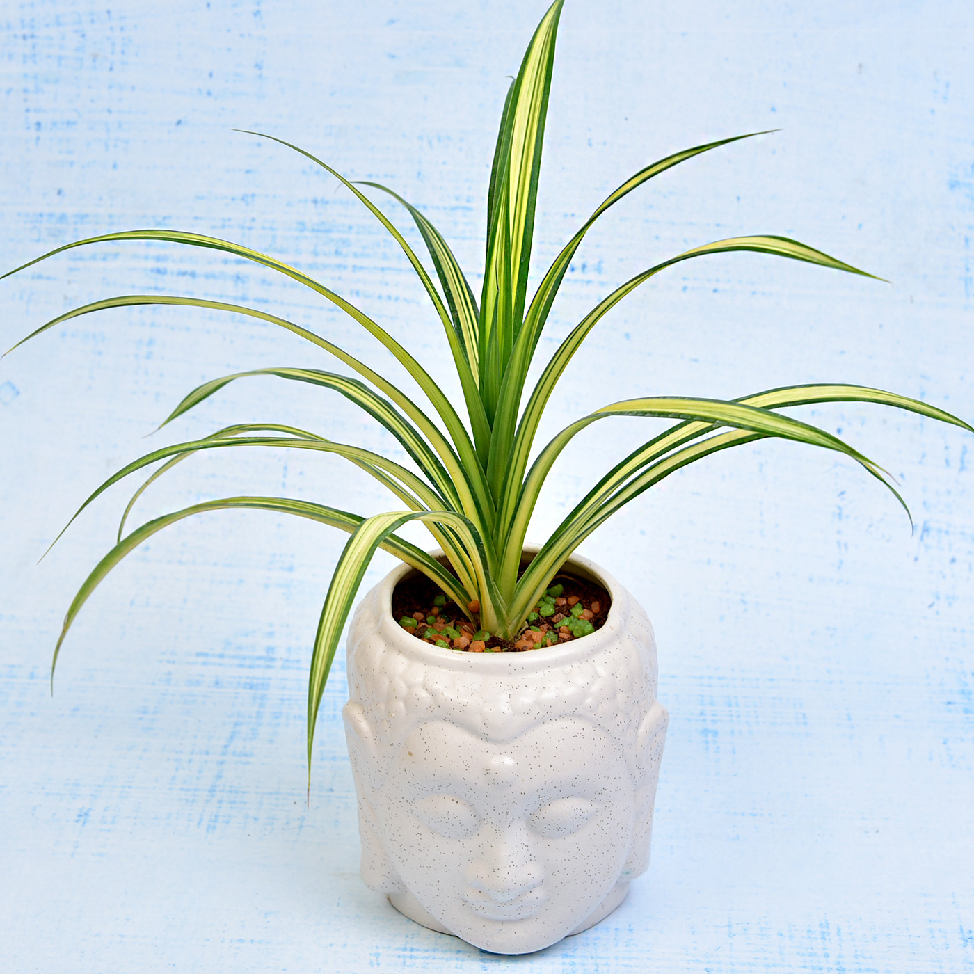 Vibrant Dracaena Pendulous Plant