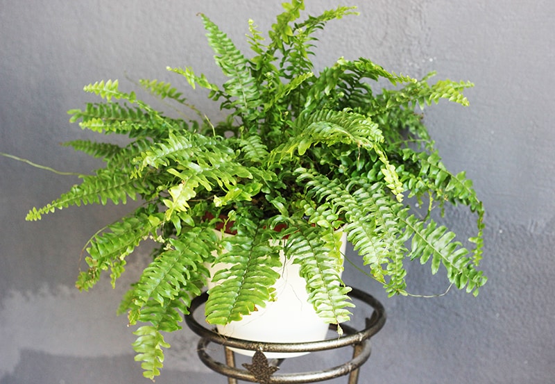 Boston-Fern