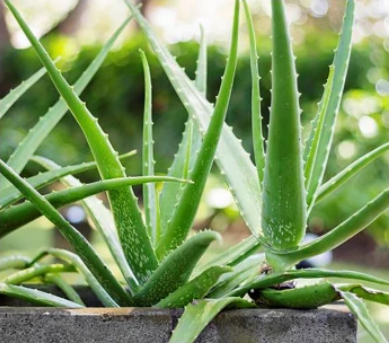 Aloe_Vera