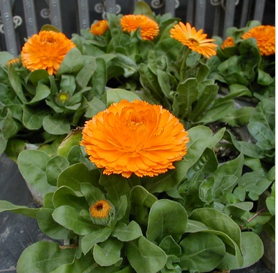 Calendula