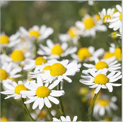Chamomile