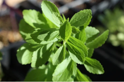 Stevia