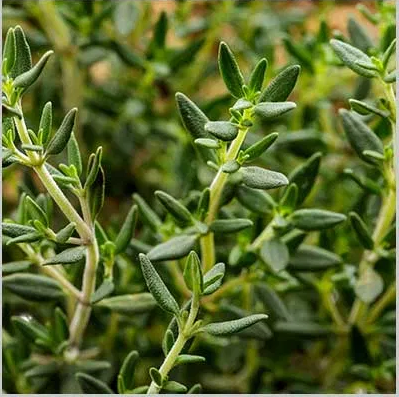 Thyme