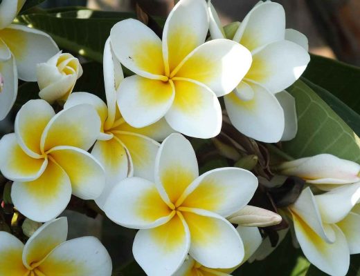 types of frangipani