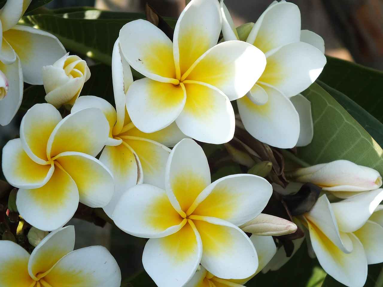 types of frangipani