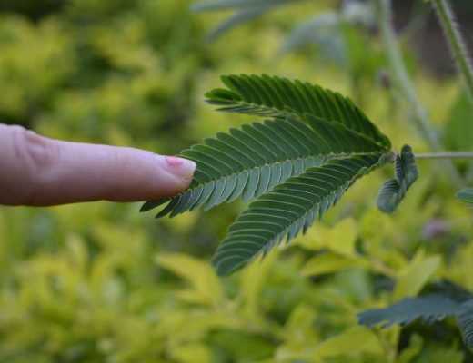 Touch Me Not Plant Information, Uses, Benefits and Side Effect