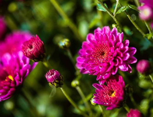 top 10 flowers that bloom all year