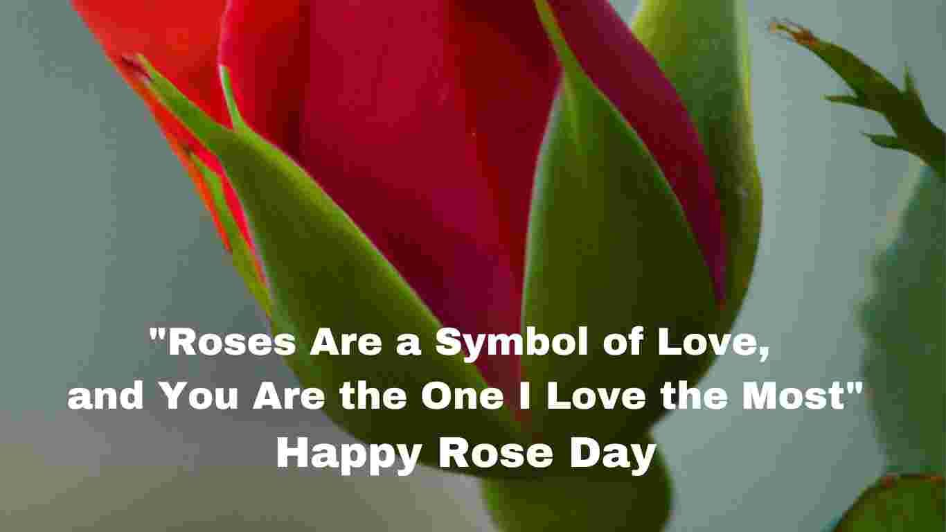 happy rose day quotes