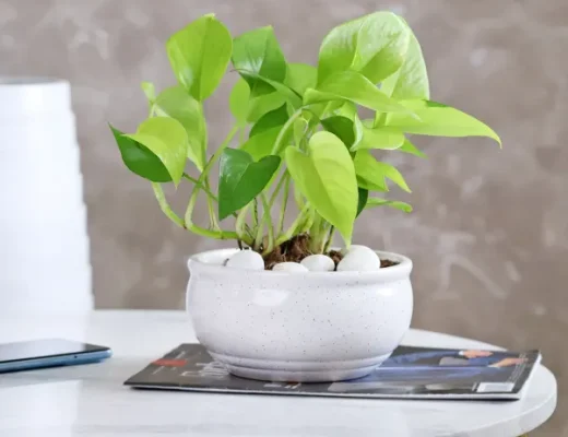 money plant benefits