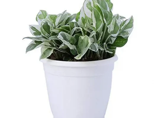 Best Air-Purifying Plants