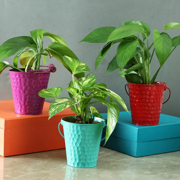 Health Benefits of Indoor Plants