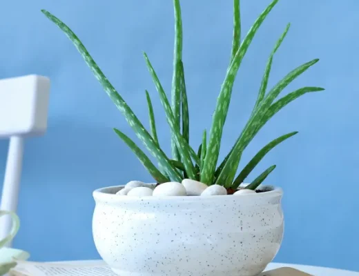 Indoor Plants for Beginners