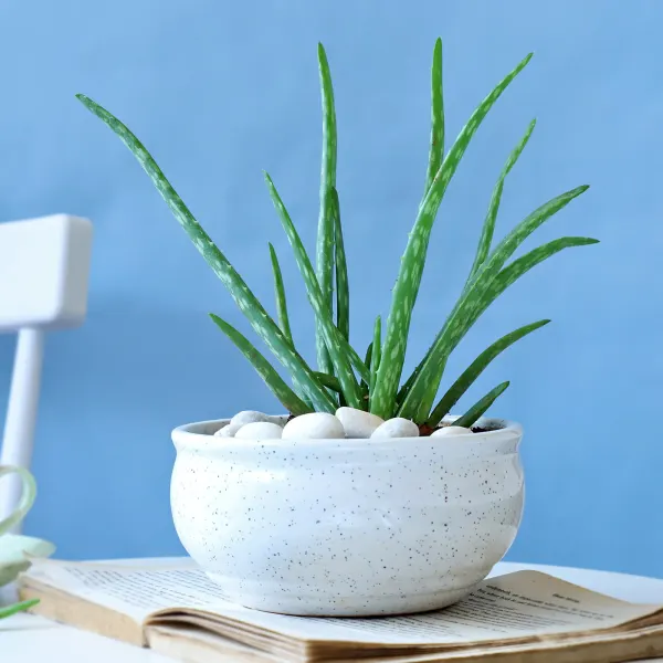 Indoor Plants for Beginners