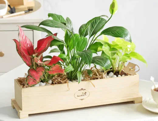 How to Pick the Best Indoor Plants