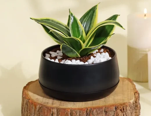 10 Indoor Plants That Attract Good Luck and Positive Energy