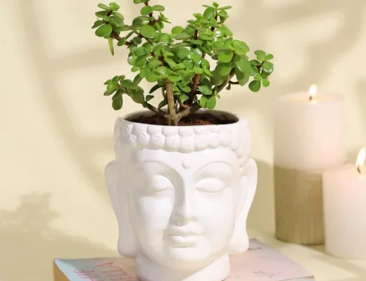 Indoor Plant Care Tips for Beginners