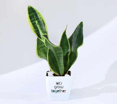 Best Bedroom Plants for Peaceful Sleep